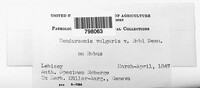Hendersonia vulgaris image